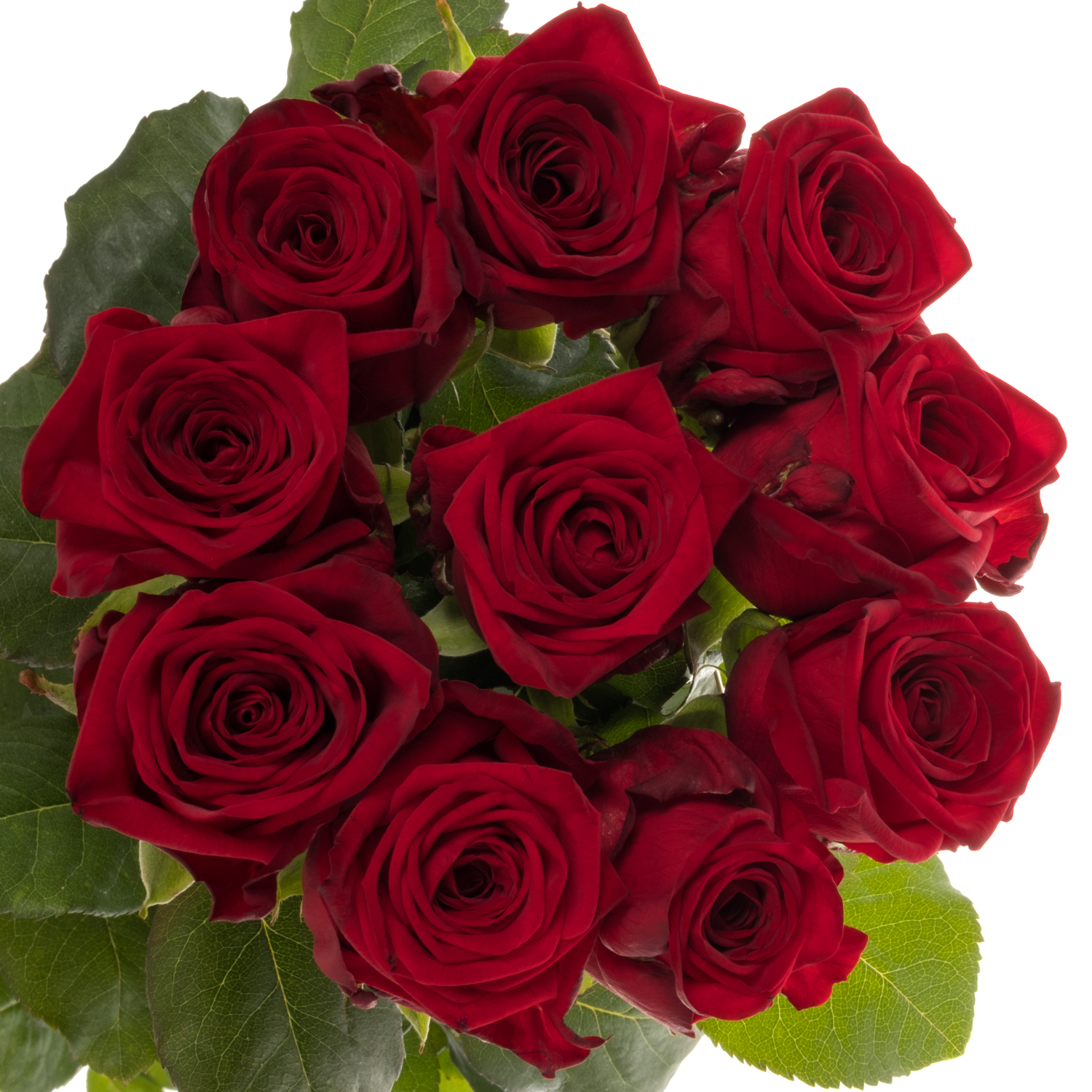 Rose dunkel rot Red Naomi (Drift) Premium 90cm