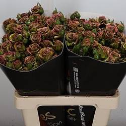 Rose verzweigt dunkel grün/braun Wachs Cl.Olive 60cm