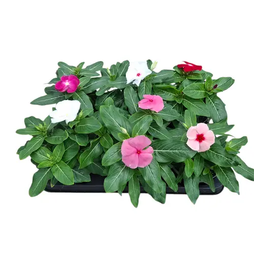 Catharanthus mix T12 H32