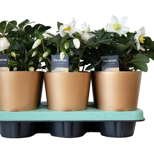 Helleborus Christmas Carol im Keramik gold T12 H020