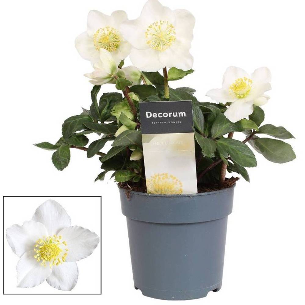 Helleborus Christmas Carol im Keramik gold T12 H020