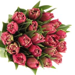 Tulpe lila Mascotte Triflor 36 Gramm