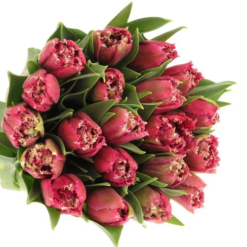 Tulpe lila Mascotte Triflor 36 Gramm