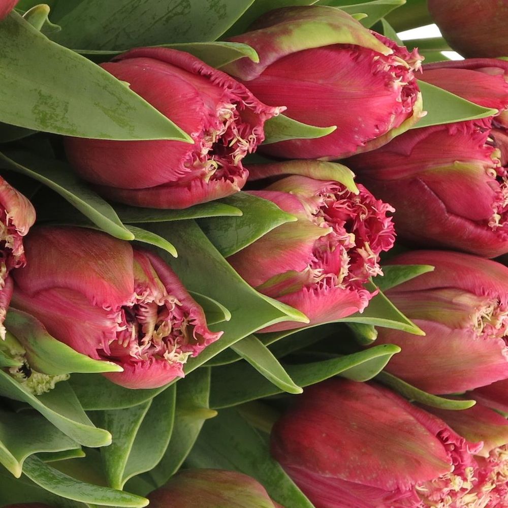 Tulpe lila Mascotte Triflor 36 Gramm