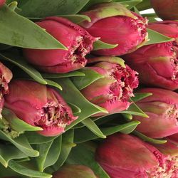 Tulpe lila Mascotte Triflor 36 Gramm