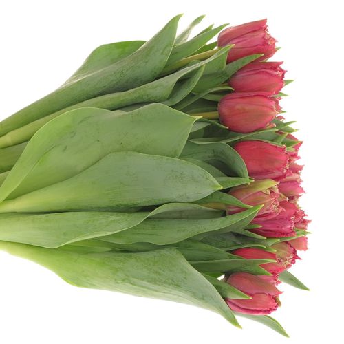 Tulpe lila Mascotte Triflor 36 Gramm
