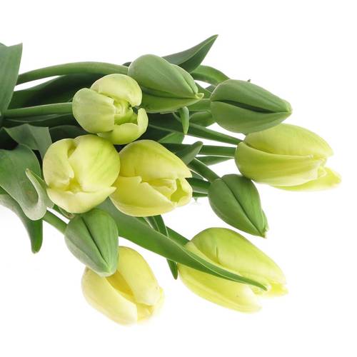 Franz.weiss Maureen 50 Gramm 60cm
