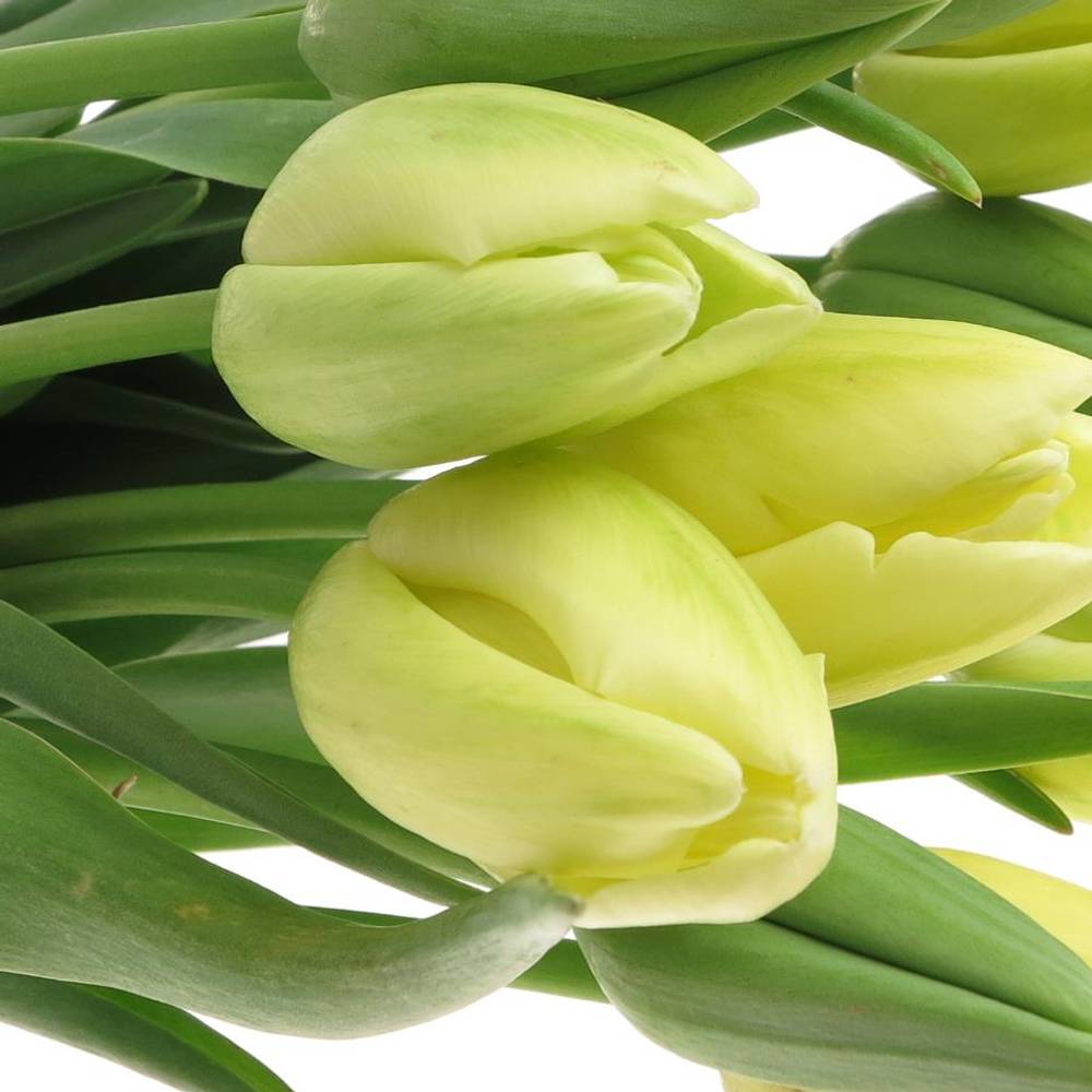 Franz.weiss Maureen 50 Gramm 60cm