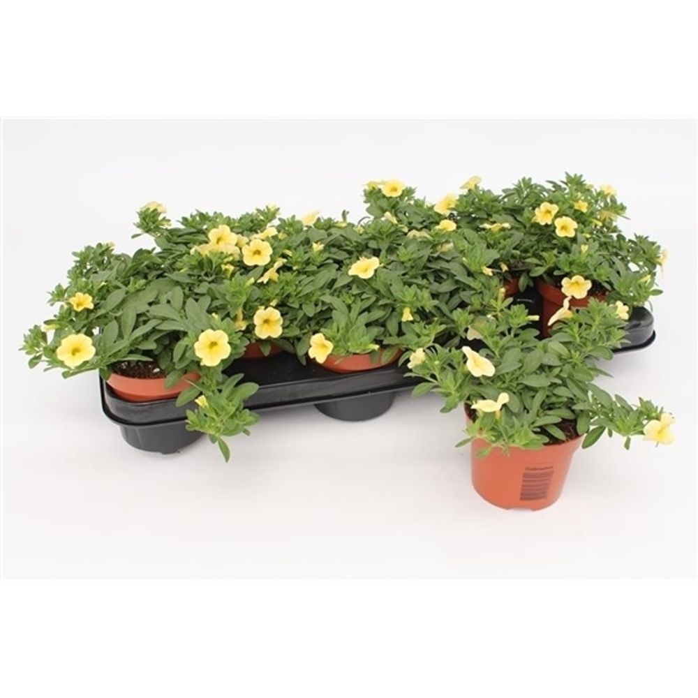 Calibrachoa gelb T10,5 H15