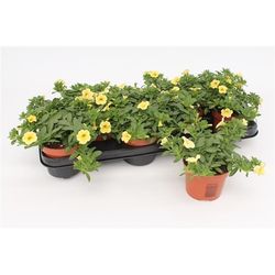 Calibrachoa gelb T10,5 H15
