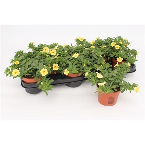 Calibrachoa gelb T10,5 H15