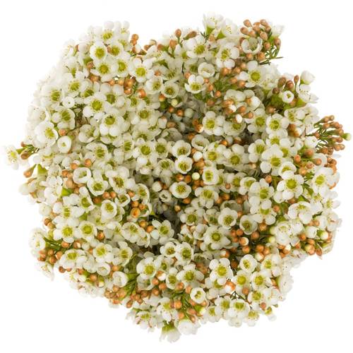 Wachsflower creme/weiss Dawn Pearl 35 Gramm 60cm