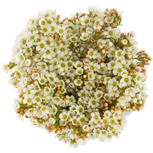 Wachsflower creme/weiss Dawn Pearl 35 Gramm 60cm
