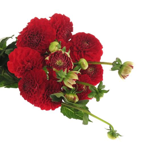 Dahlia rot Pom Pom 50cm
