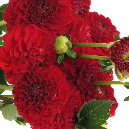Dahlia rot Pom Pom 50cm
