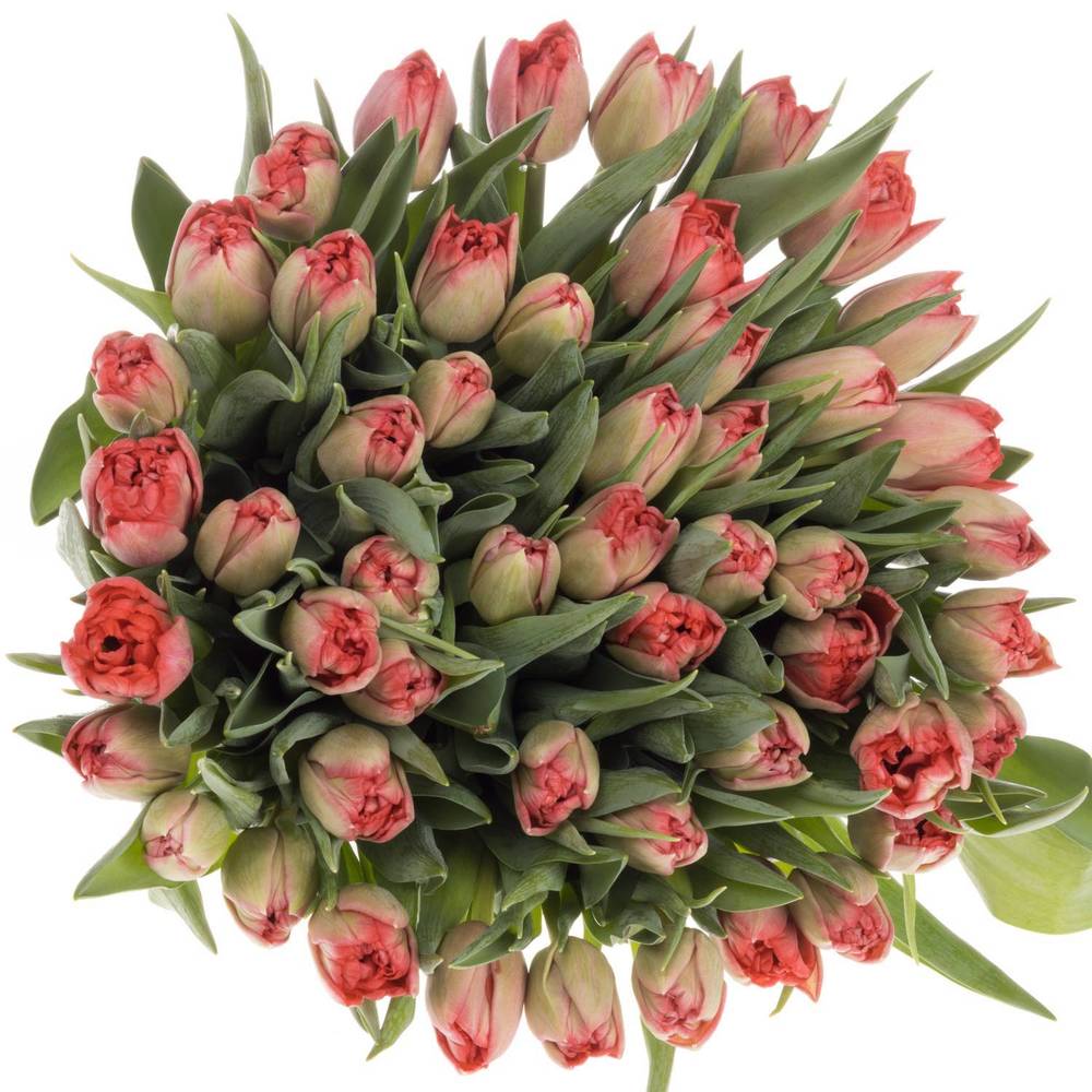 Tulpe rosa doppel Twist 30 Gramm