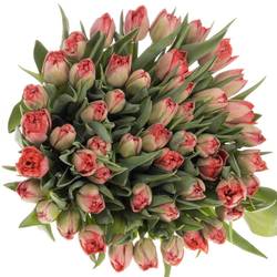 Tulpe rosa doppel Twist 30 Gramm