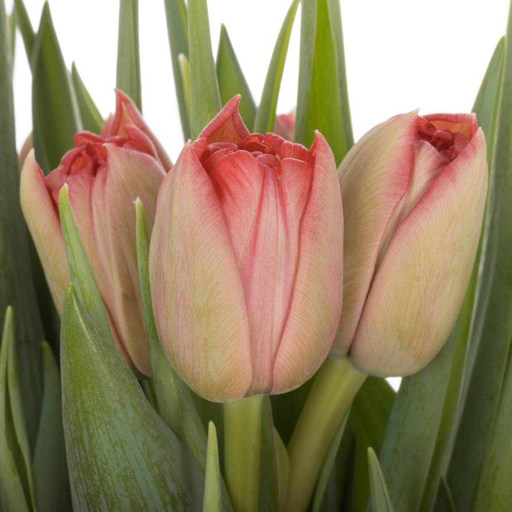 Tulpe rosa doppel Twist 30 Gramm