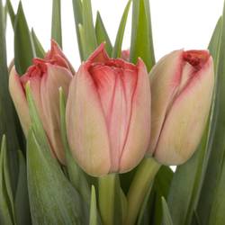 Tulpe rosa doppel Twist 30 Gramm