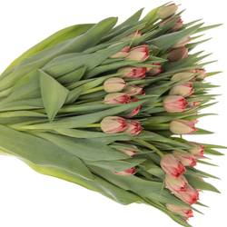 Tulpe rosa doppel Twist 30 Gramm