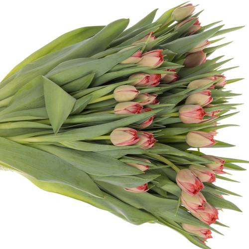 Tulpe rosa doppel Twist 30 Gramm