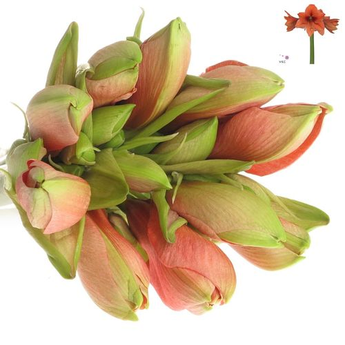 Amaryllis lachs Desiree 