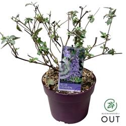 Buddleja Dav. Blue Heaven T19 H060