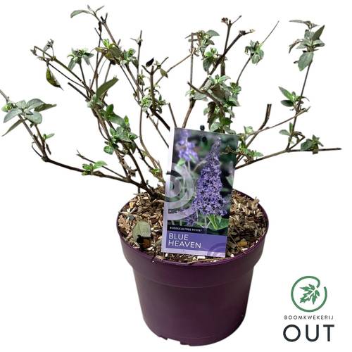 Buddleja Dav. Blue Heaven T19 H060