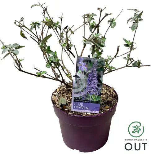 Buddleja Dav. Blue Heaven T19 H060
