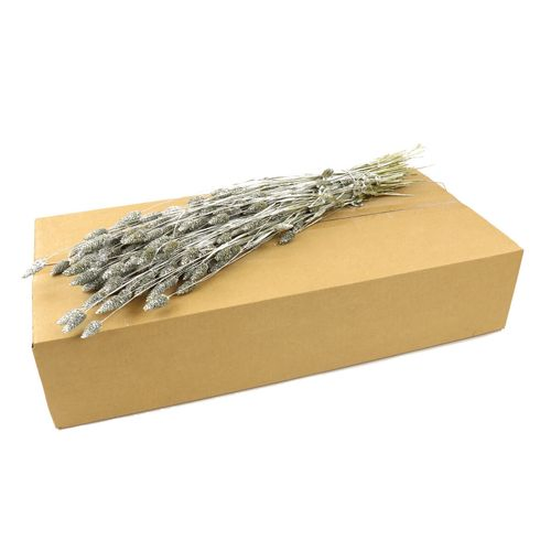 Trocken Phalaris Silber L70cm in Karton