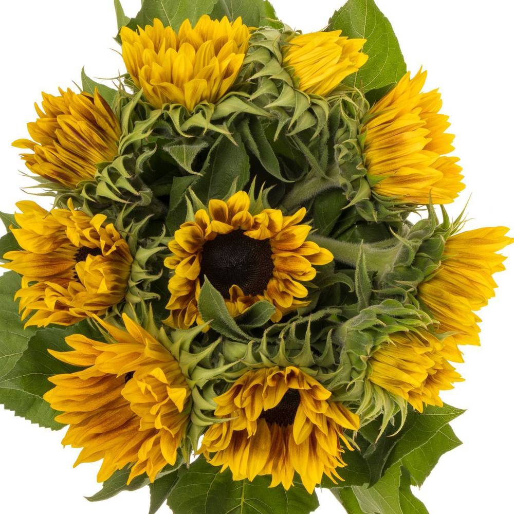 Sonnenblume gelb Ziggy x 35 80cm