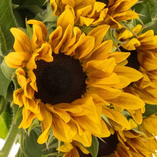 Sonnenblume gelb Ziggy x 35 80cm