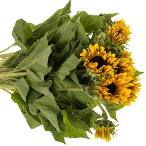 Sonnenblume gelb Ziggy x 35 80cm