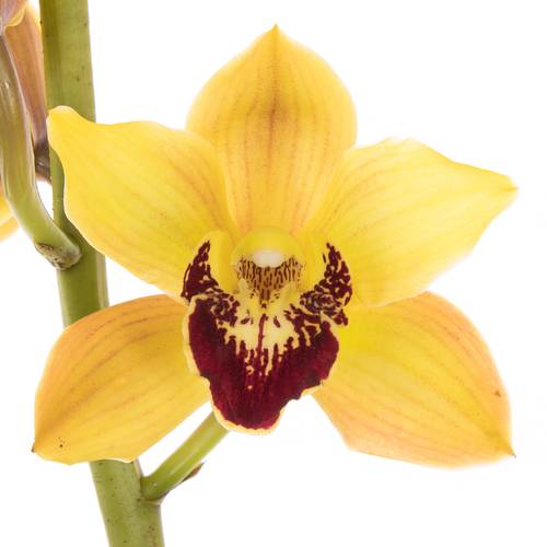 Mini Cymbidium gelb Vera 70cm 15+Blüte