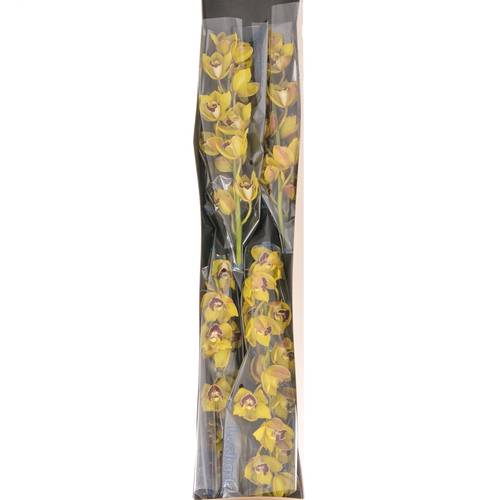 Mini Cymbidium gelb Vera 70cm 15+Blüte