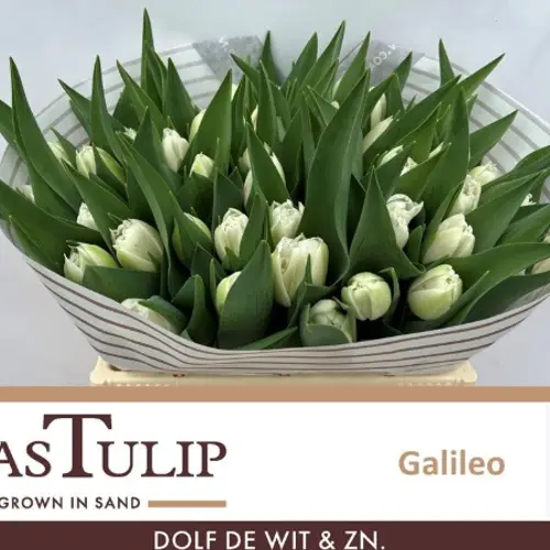Tulpe weiss doppel Galileo CoasTulip 34 Gramm