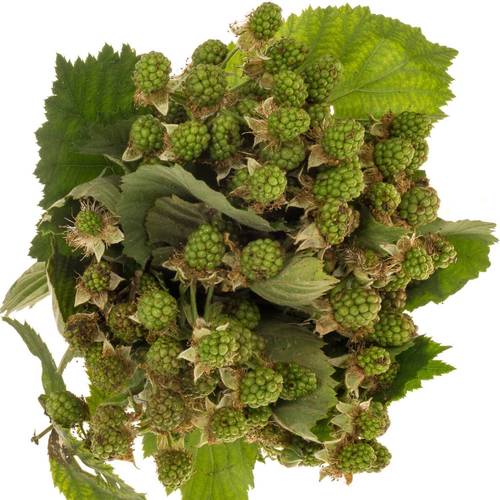 Brombeere grün Am Stiel 50cm