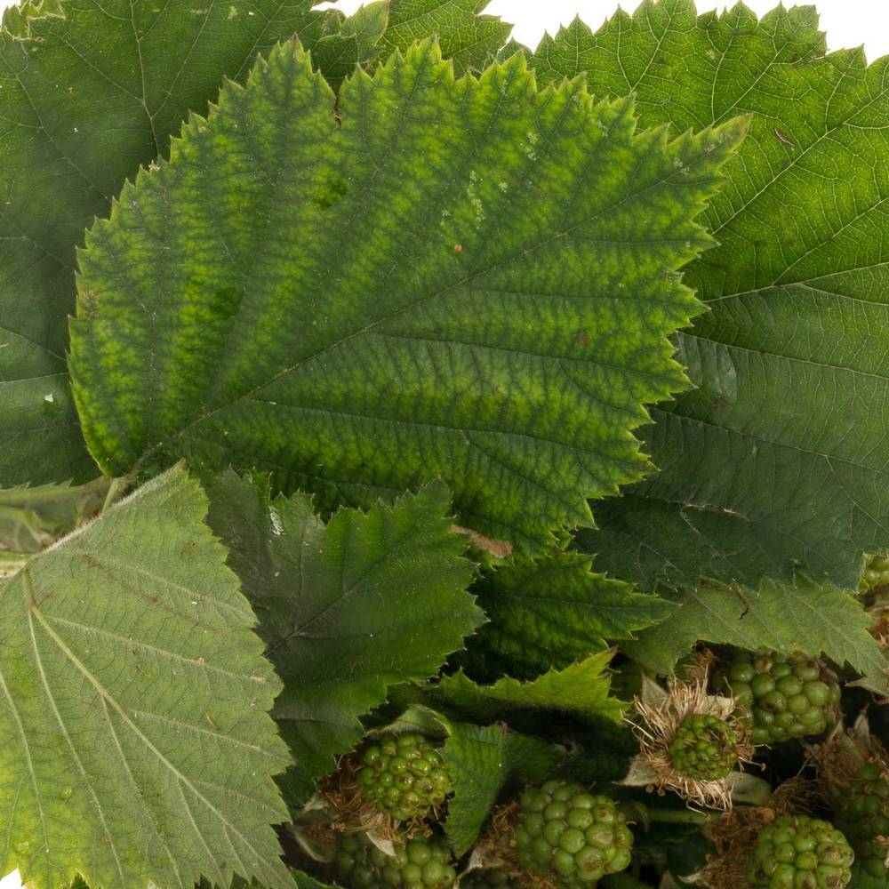 Brombeere grün Am Stiel 50cm