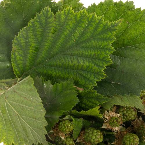 Brombeere grün Am Stiel 50cm