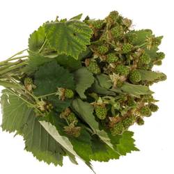 Brombeere grün Am Stiel 50cm
