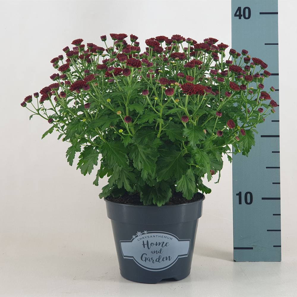 Chrys.Kugel dunkel rot T19 H040