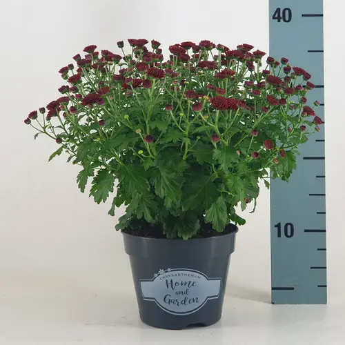 Chrys.Kugel dunkel rot T19 H040