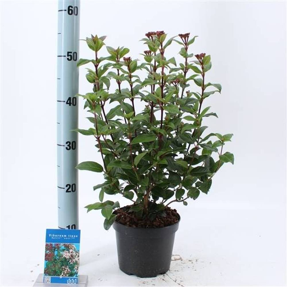 Viburnum Tinus weiss Spirit T17 H025