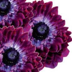 Anemone weinrot Levante Bordeaux 40cm Italien