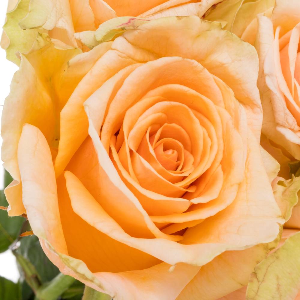 Rose apricot Delphine 60cm