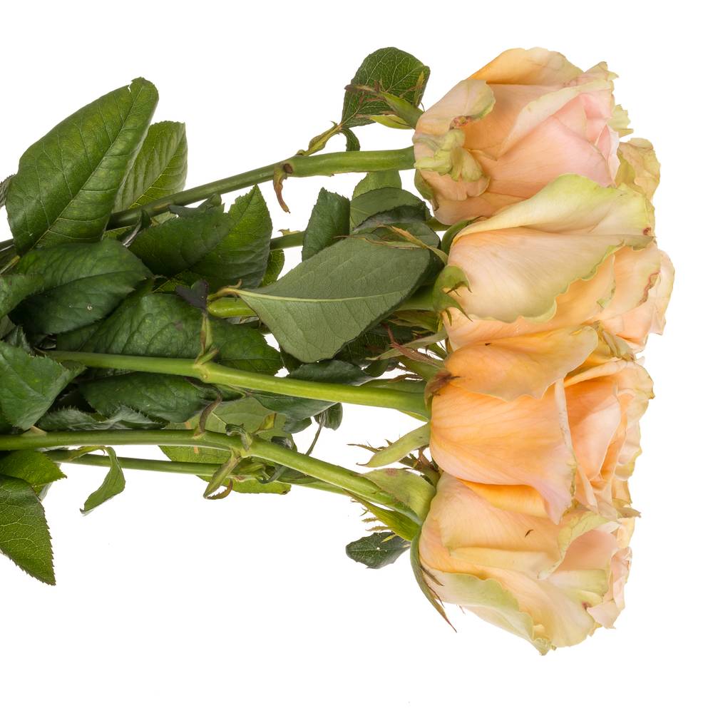 Rose apricot Delphine 60cm