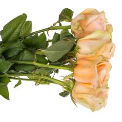 Rose apricot Delphine 60cm