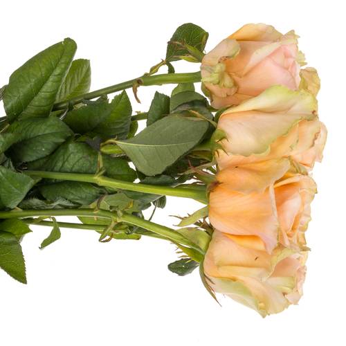 Rose apricot Delphine 60cm