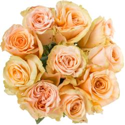 Rose apricot Delphine 60cm