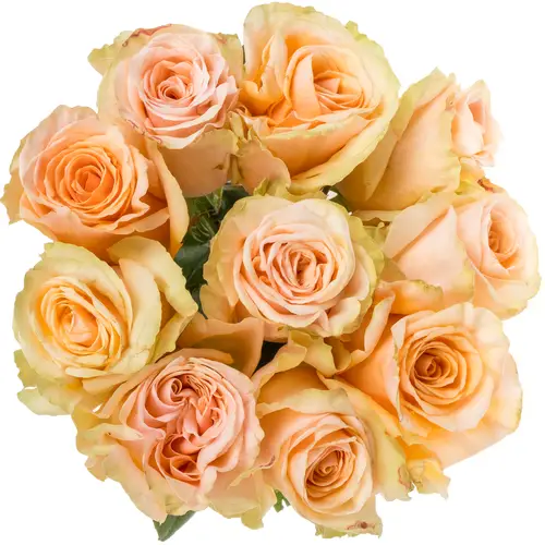 Rose apricot Delphine 60cm